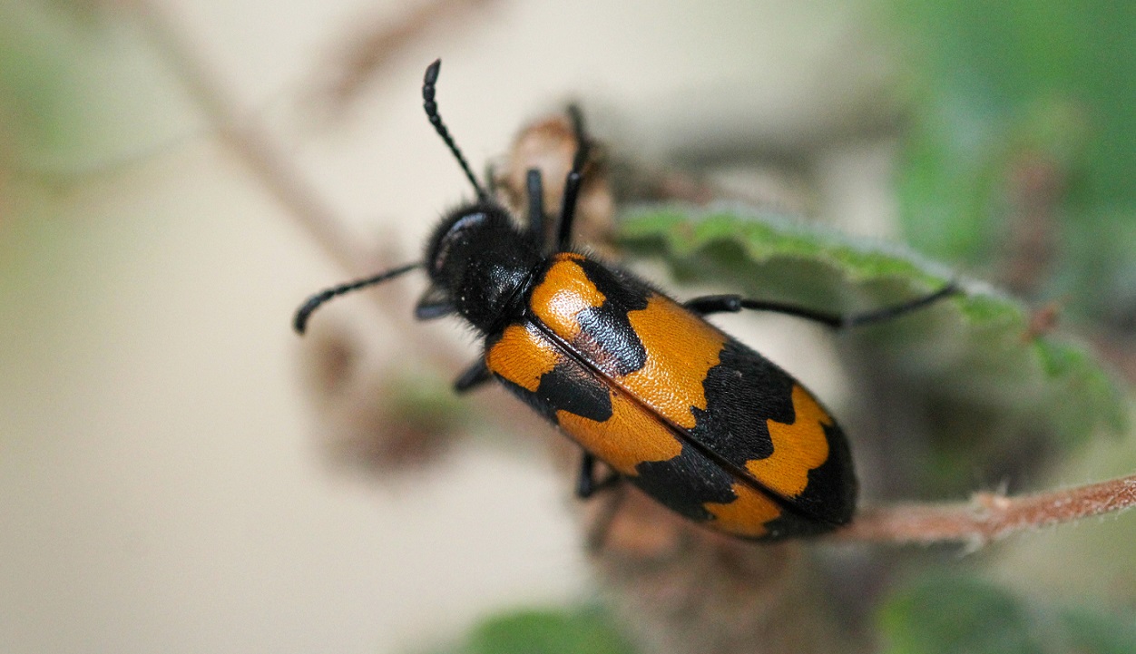 Meloidae: Mylabris variabilis